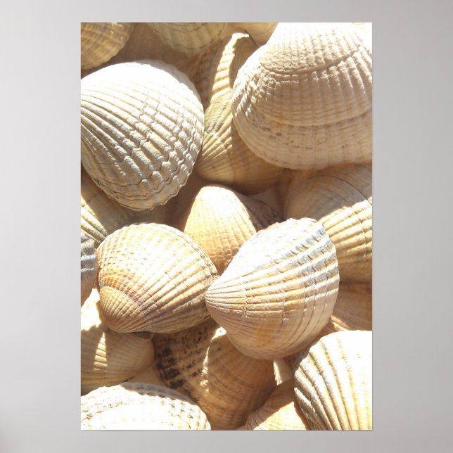 Poster Photographie de la collection Sea Shells (Devant)