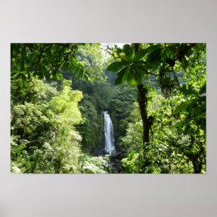 Poster Photographie de la forêt tropicale humide des chut