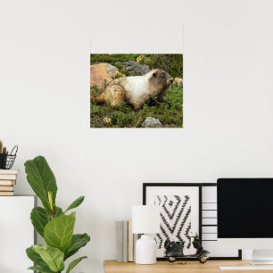 Poster Photographie de la Marmotte huppée dans son habita