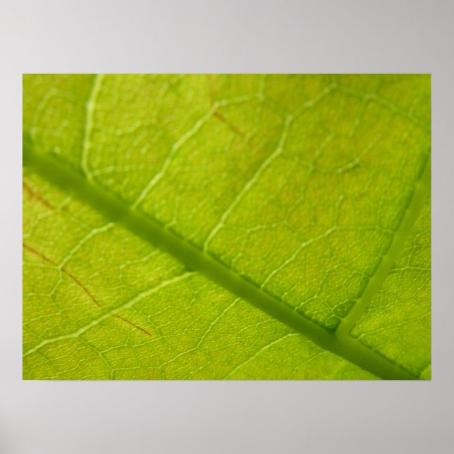 Poster Photographie de la nature botanique de la feuille  (Devant)