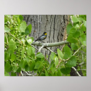 Poster Photographie de la nature de la Paruline d'Audubon