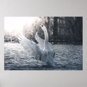 Poster Photographie de la nature du cygne blanc