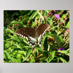 Poster Photographie de la nature du papillon Papilio noir