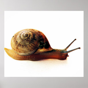 Poster Photographie de la nature d'un escargot de jardin