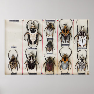 Poster Photographie de la nature d'une espèce de coléoptè