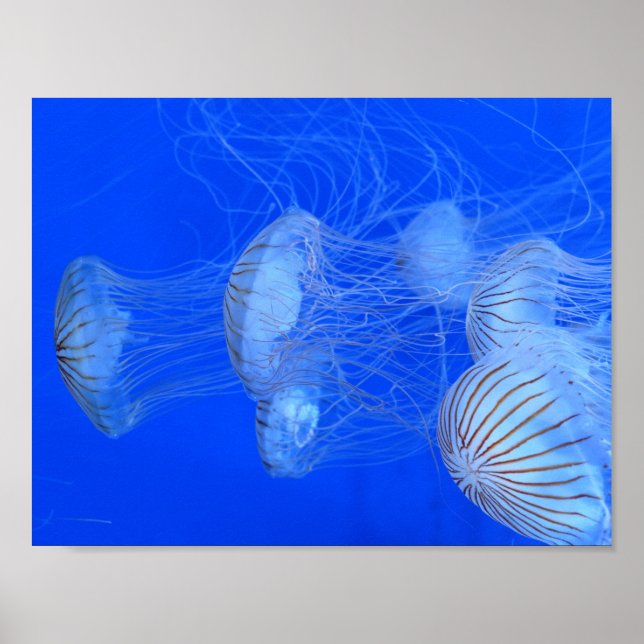 POSTER PHOTOGRAPHIE DE LA VIE AQUATIQUE DE L'OCÉAN BLEU J (Devant)