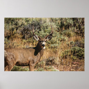 POSTER PHOTOGRAPHIE DE LA VIE SAUVAGE DE BUCK BROWN