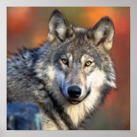 Photographie de loup