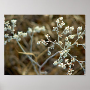 Poster Photographie de macro de belle plante blanche