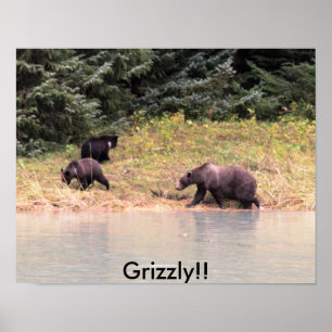 Poster Photographie de Mother Grizzly et 2 petits