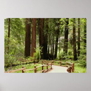 Poster Photographie de nature sur le sentier I de Muir Wo