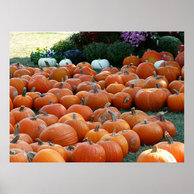 Poster Photographie de récolte d'automne des citrouilles  (Devant)