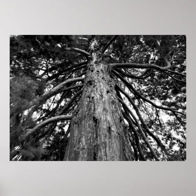 Poster Photographie de Redwood Tree (Devant)