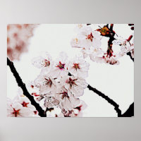 PHOTOGRAPHIE DE SAKURA
