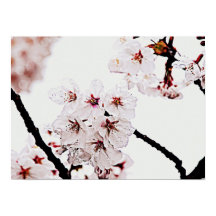 PHOTOGRAPHIE DE SAKURA