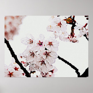 POSTER PHOTOGRAPHIE DE SAKURA
