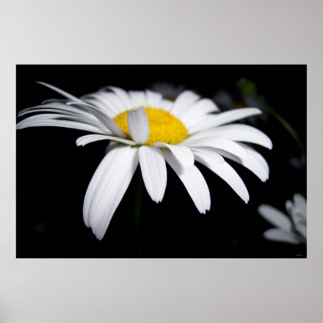 Poster Photographie de Shasta Daisy (Devant)