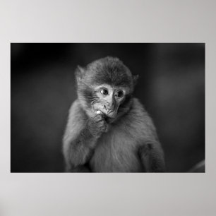 POSTER PHOTOGRAPHIE DE SINGE NOIR À PEU PRÈS CONCENTRÉE