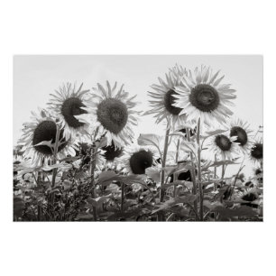 Poster Photographie de Sunflower Black and White Fine Art