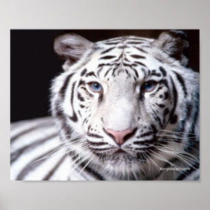 Poster Photographie de Tigre Blanc du Bengale