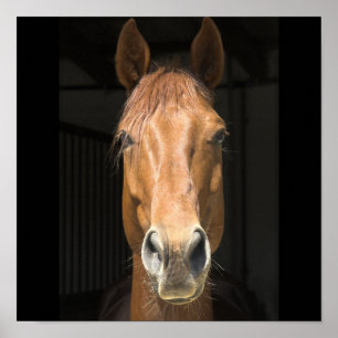 Poster Photographie de Visage de Cheval