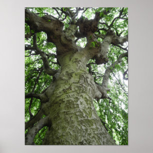Poster Photographie de Westchester NY Tree Markings