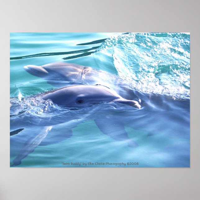 Poster Photographie des dauphins (Devant)