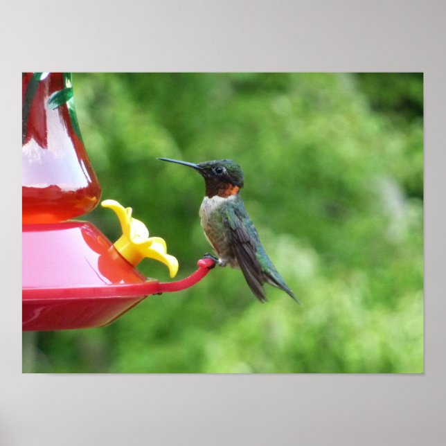 Poster Photographie d'oiseau de colibri à gorge rubis (Devant)