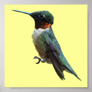 Poster Photographie d'oiseau de colibri à gorge rubis