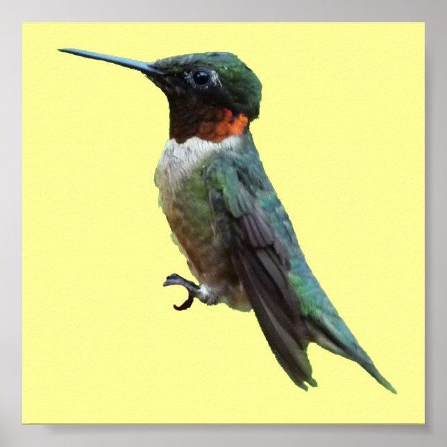 Poster Photographie d'oiseau de colibri à gorge rubis (Devant)