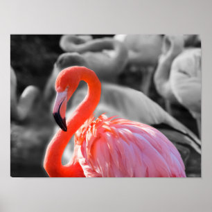 Poster Photographie d'oiseaux Flamants roses