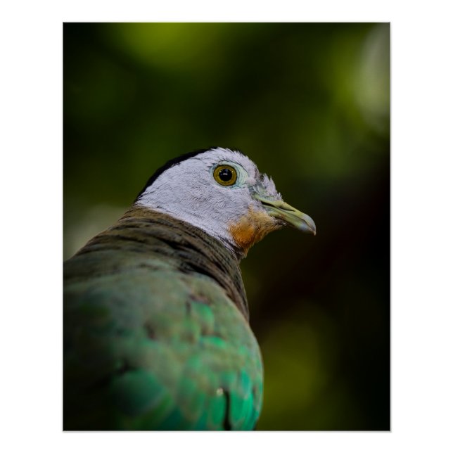 Poster Photographie d'oiseaux tropicaux Portrait - Dove d (Devant)