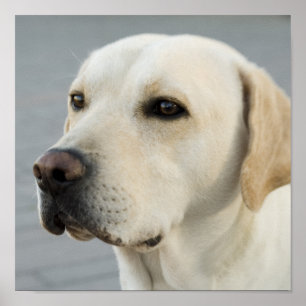 Poster Photographie d'or de labrador retriever