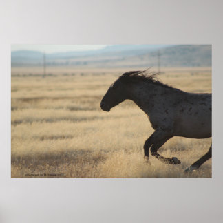 POSTER PHOTOGRAPHIE DU CHEVAL SAUVAGE