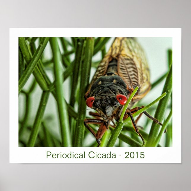 Poster Photographie du grand insecte du Canada périodique (Devant)