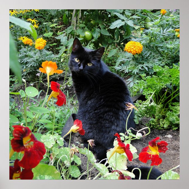 Poster Photographie du jardin d'été de chat noir (Devant)
