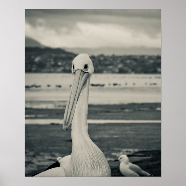 Poster Photographie du pélican noir et blanc (Devant)