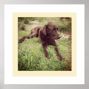Poster Photographie d'un labrador chocolat allongé dans l