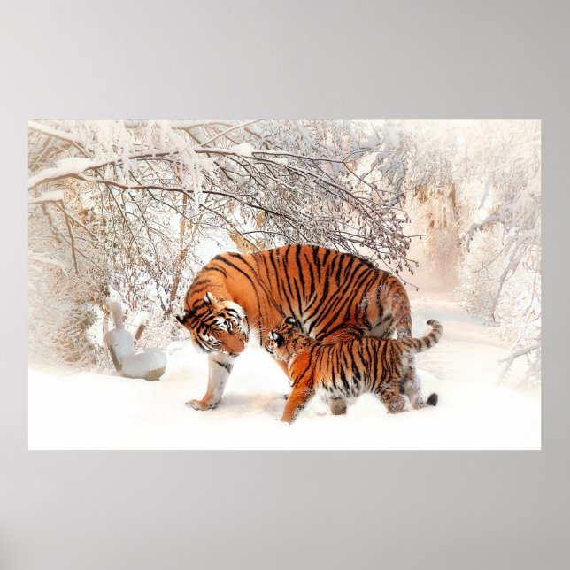 Poster Photographie d'un tigre et d'un bébé jouant dans l (Devant)