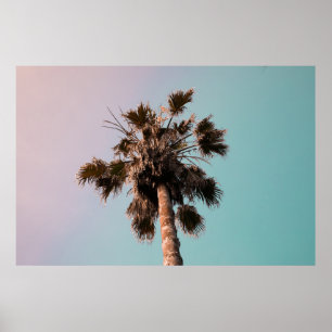 Poster Photographie en angle bas de palme plante
