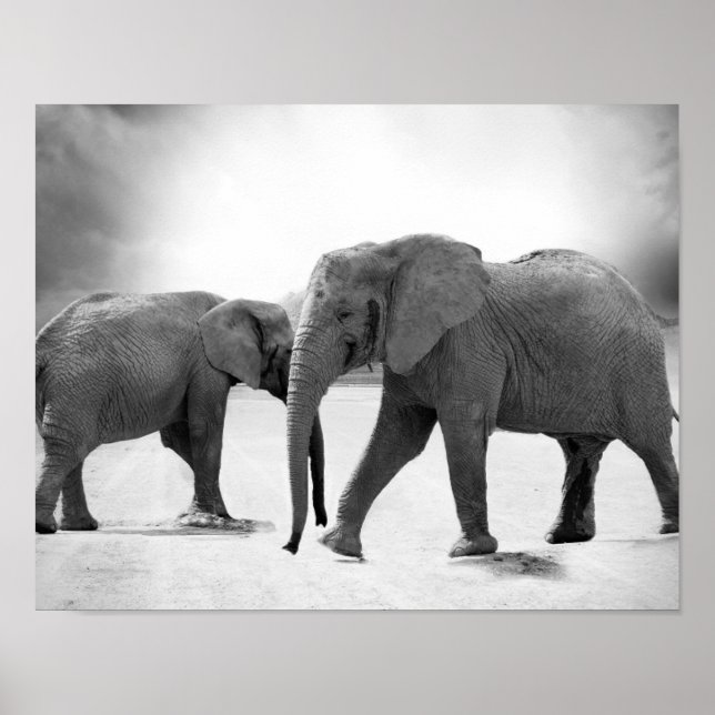 Poster Photographie en noir et blanc des éléphants africa (Devant)