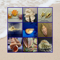 Photographie Exotic SeaShell Sanibel Island Florid