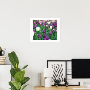 Poster Photographie florale des Tulipes printanières