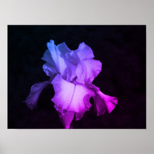 Poster Photographie florale d'iris violet