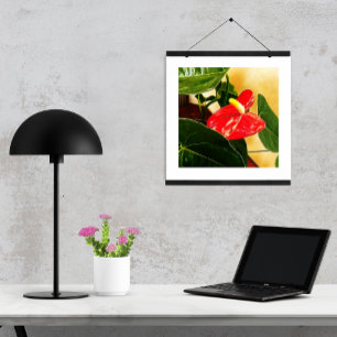 Poster Photographie florale d'une seule fleur d'Anthurium