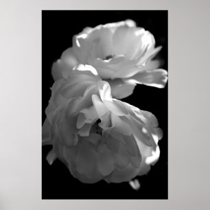 Poster Photographie florale noire et blanche de roses