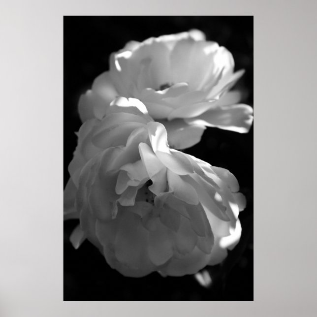 Poster Photographie florale Rose noire et blanche (Devant)