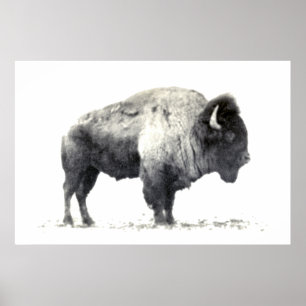 Poster Photographie historique de bison américain