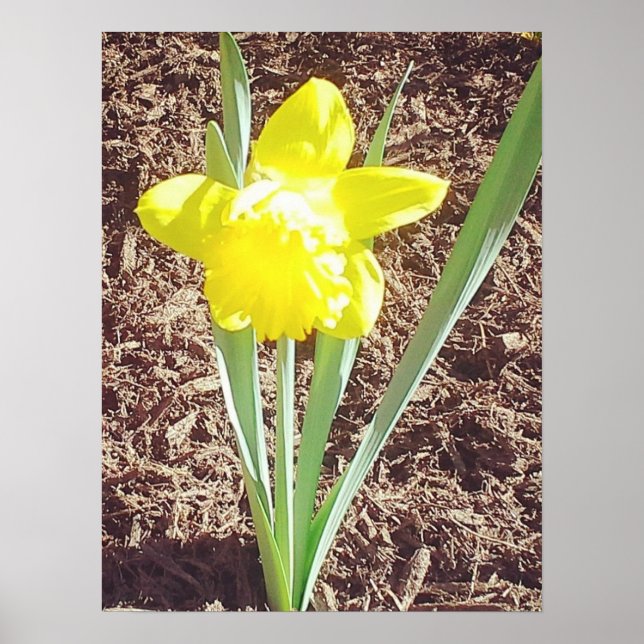 Poster Photographie jonquille du printemps jaune (Devant)