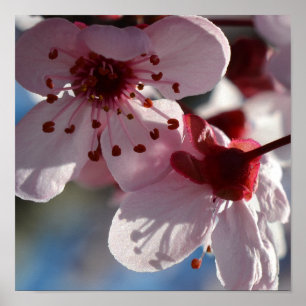 Poster Photographie macro de Cherry Blossom Fleurs